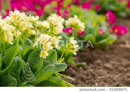 Easter concept. Primrose Primula with yellow flowers in flowerbed in spring time. Inspirational natural floral spring or summer blooming garden or park. Hello spring 91889073