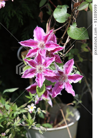 Clematis Doctor Rappell flower Clematis Doctor Rappell flower 91889099