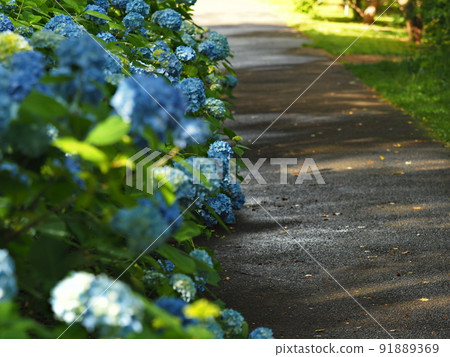 Hydrangea rain ground Hydrangea rain ground 91889369