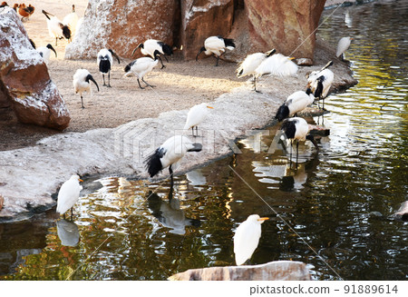 Bird pink flamingo near the pond. Many birds of the pink flamingo family in the African  91889614