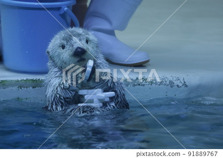 Sea otter Sea otter 91889767