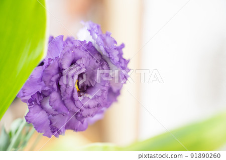 洋桔梗花植物框架 91890260