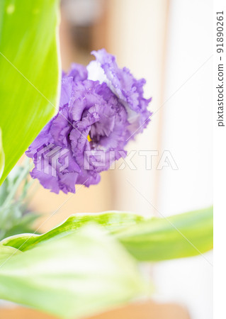 Eustoma flower standby Eustoma flower standby 91890261