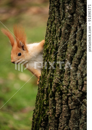 Red Squirrel on Tree trunk Red Squirrel on Tree trunk 91890371