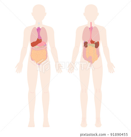 Front and back human figures and organs of men 91890455