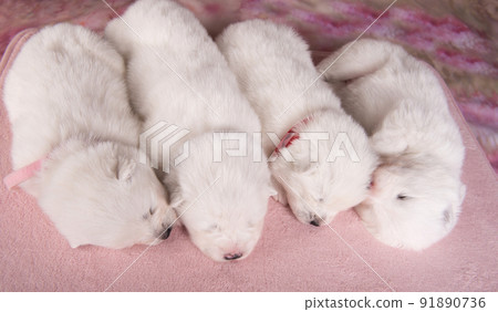 Four small two weeks age old cute white Samoyed puppies dogs 91890736