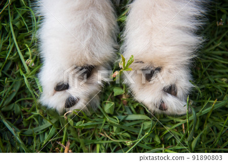 close up a paws of a small Samoyed white puppy on grass 91890803