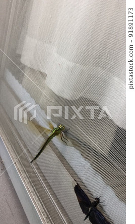 紗門上的蜻蜓 91891173