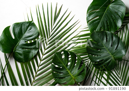 熱帶 樹葉 葉子 白色 背景 夏天 夏季 tropic leaf background トロピカル 熱帶 樹葉 葉子 白色 背景 夏天 夏季 tropic leaf background トロピカル 91891190