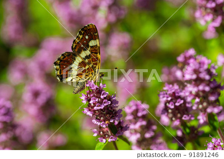 Map butterfly Araschnia levana with closed wings sitting on lavender Map butterfly Araschnia levana with closed wings sitting on lavender 91891246
