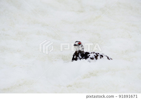 五月的立山：雪地裡的雷鳥 91891671