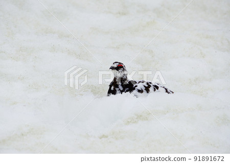 Tateyama in May: Thunderbirds on the snow Tateyama in May: Thunderbirds on the snow 91891672