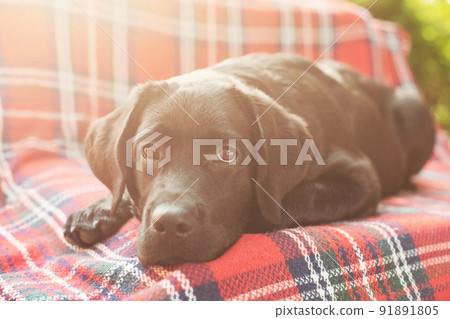 A black labrador dog is lying in bed on the couch. Soft focus only on the dog's eyes. 91891805