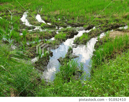 雨後稻田秋景，映藍天 91892410