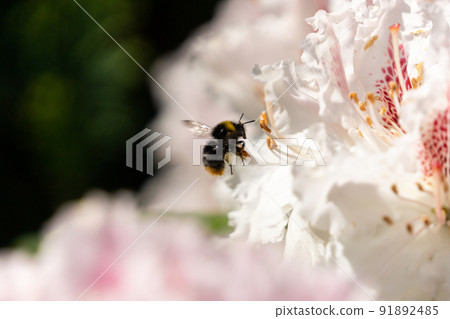 bumblebee flies to flower in macro 91892485