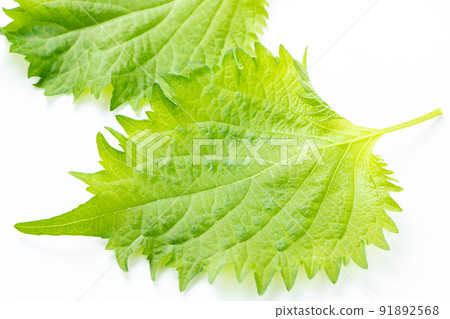 Large leaves (leaves of blue shiso (perilla)). (White background) Large leaves (leaves of blue shiso (perilla)). (White background) 91892568