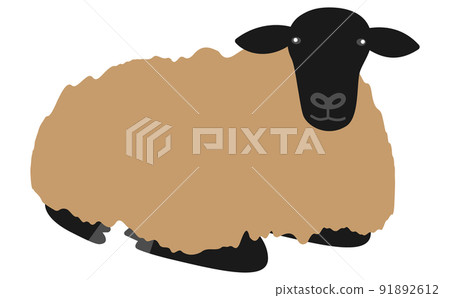 Suffolk sheep sitting Suffolk sheep sitting 91892612