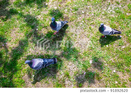Pigeons, a symbol of peace, are playing in the Tenma River bank park. Please use it as an image of peace. Hiroshima Prefecture Pigeons, a symbol of peace, are playing in the Tenma River bank park. Please use it as an image of peace. Hiroshima Prefecture 91892620