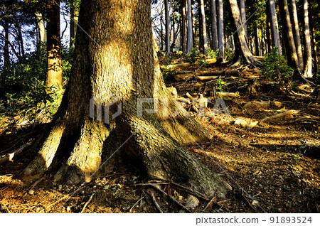 丹澤的相模阿爾卑斯南嶺 Susugaya Akihayama Ridge Road Fir 91893524