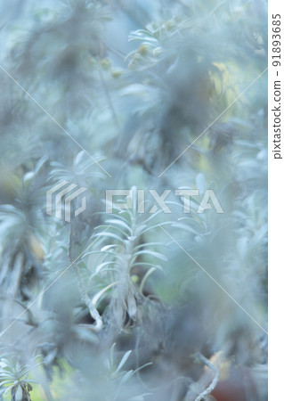 Fantastic overlap of leaves: A fantasy world created by greenery Fantastic overlap of leaves: A fantasy world created by greenery 91893685