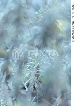 葉子的奇妙重疊:一個由綠色植物創造的幻想世界 葉子的奇妙重疊:一個由綠色植物創造的幻想世界 91893686