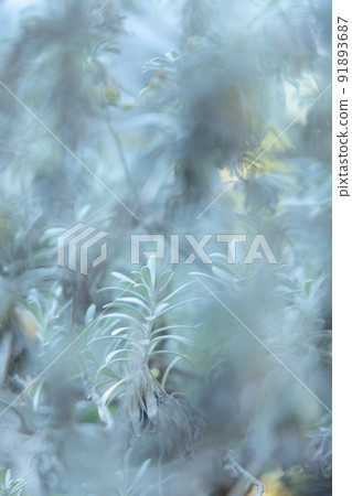 葉子的奇妙重疊:一個由綠色植物創造的幻想世界 葉子的奇妙重疊:一個由綠色植物創造的幻想世界 91893687
