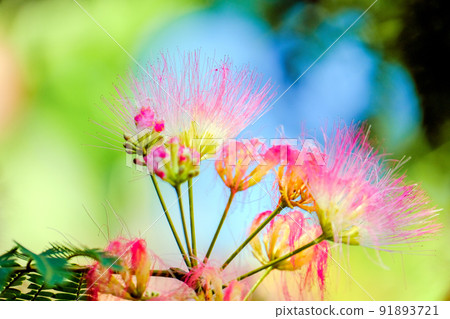 Nemu no Hana Nemu no Hana 91893721