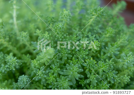 Toward the light, aspirations that continue to grow Mannengusa 91893727