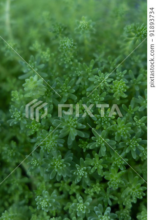 Toward the light, aspirations that continue to grow Mannengusa 91893734