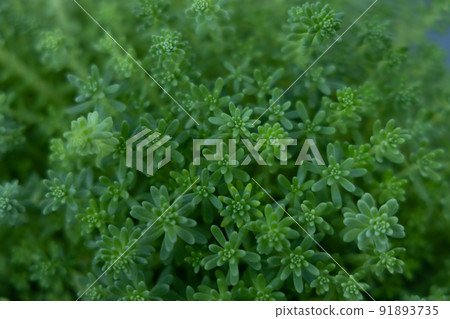 Toward the light, aspirations that continue to grow Mannengusa 91893735