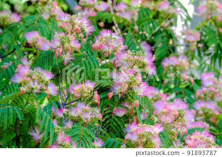 盛開的一棵木樹 91893787