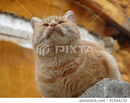 [Spain] The face of a brown tabby cat seen from a low angle (Granada) 91894230