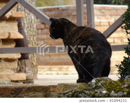 [Spain] Back view of a tortoiseshell cat looking for something (Granada) 91894231