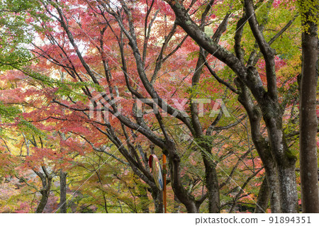 染上秋色的五景 染上秋色的五景 91894351