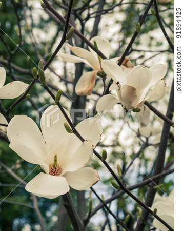 Magnolia tree branch with delicate white flowers close up in garden spring time. Bright blossom blurred bokeh background Magnolia tree branch with delicate white flowers close up in garden spring time. Bright blossom blurred bokeh background 91894425