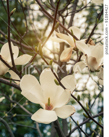 Magnolia tree branch with delicate white flowers close up in garden spring time. Bright blossom blurred bokeh background Magnolia tree branch with delicate white flowers close up in garden spring time. Bright blossom blurred bokeh background 91894427