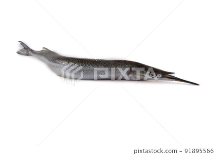 Garfish isolated on white 91895566