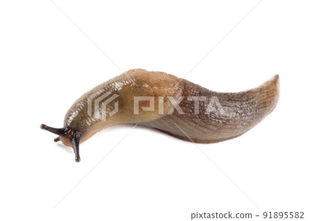 Slug isolated on white Slug isolated on white 91895582