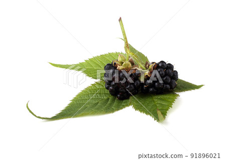 Blackberry and leaf 91896021