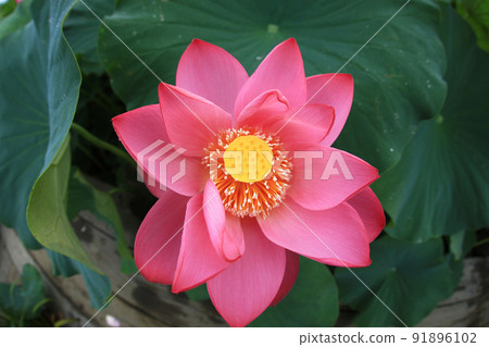 蓮花8262 91896102