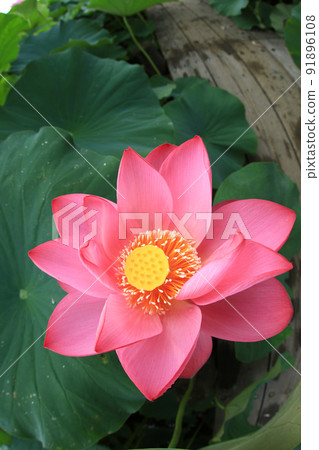 Lotus 8272 Lotus 8272 91896108
