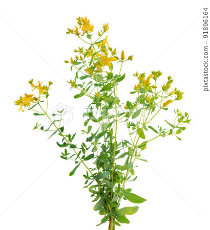 Hypericum perforatum bush with yellow flowers, isolated on white background. St. John's wort. Herbal medicine. Clipping path. 91896164