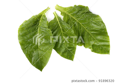 Tobacco leaves isolated on white Tobacco leaves isolated on white 91896320