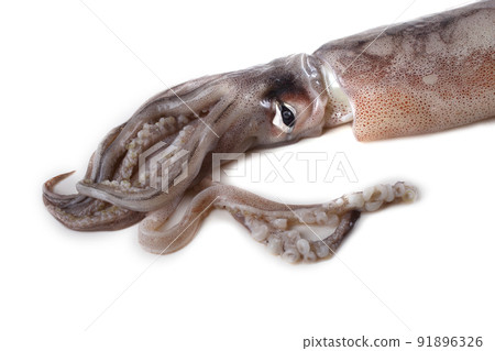 Squid isolated on white Squid isolated on white 91896326