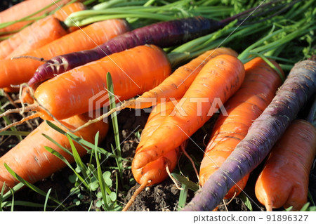 Carrots harvest on field. Different carrot varieties - orange and violet 91896327