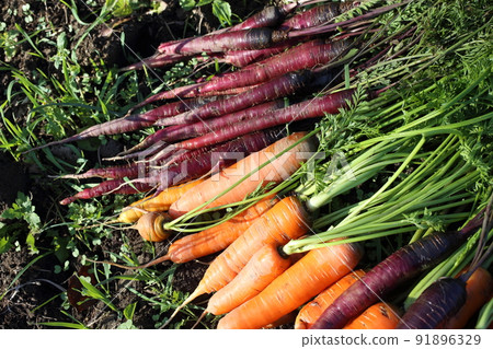 Carrots harvest on field. Different carrot varieties - orange and violet Carrots harvest on field. Different carrot varieties - orange and violet 91896329