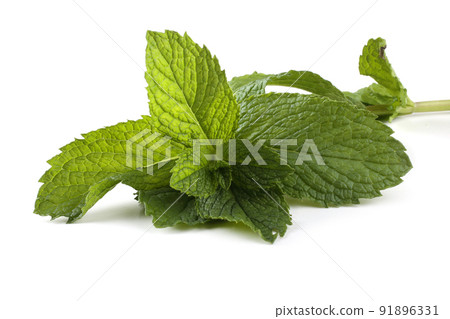 Mint isolated on white Mint isolated on white 91896331