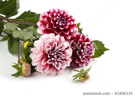 Dahlia flowers isolated on white 91896335