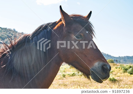 Closeup portrait of beautiful brown horse. Side view of brown mare grazing grass in a pasture. Closeup portrait of beautiful brown horse. Side view of brown mare grazing grass in a pasture. 91897236