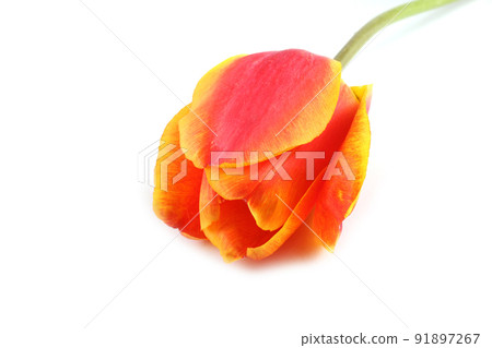 Yellow-red tulip isolated on white Yellow-red tulip isolated on white 91897267